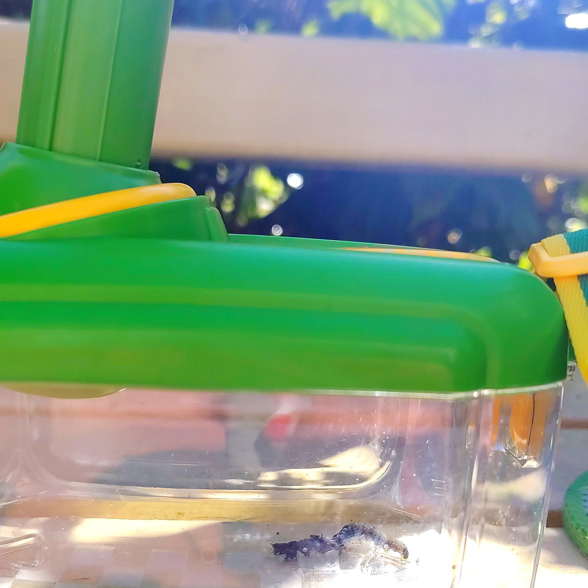 Kit de Observación de Insectos para Niños